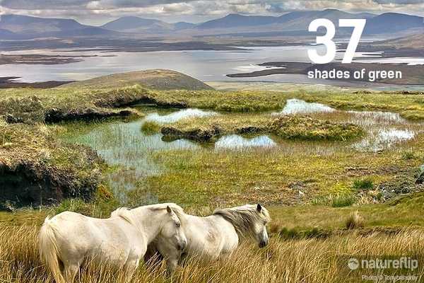 Ireland's 37 Shades of Green