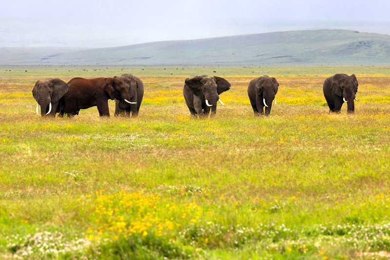 ngorongoro-crater-conservation-area-african-bush-elephant-bulls