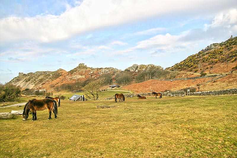 exmoor-national-park-horses-grazing-near-sw-coast-path-in-lynton