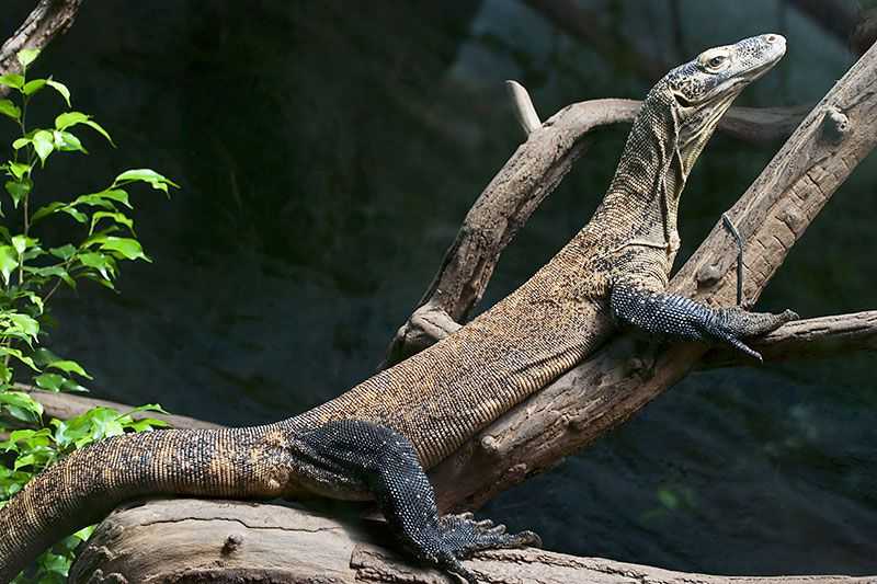 komodo-national-park-komodo-dragon-varanus-komodoensis