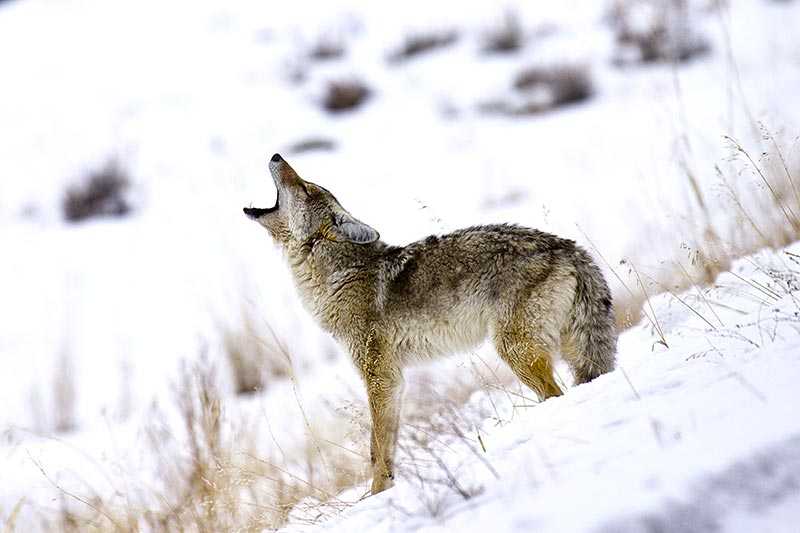 yellowstone-national-park-a-coyote-canis-latrans-howling-for-a-mate