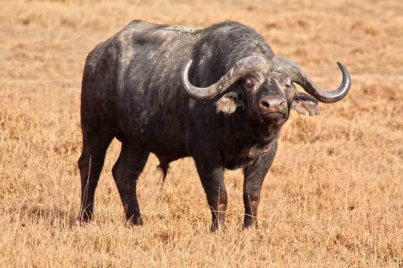 ngorongoro-crater-conservation-area-african-buffalo