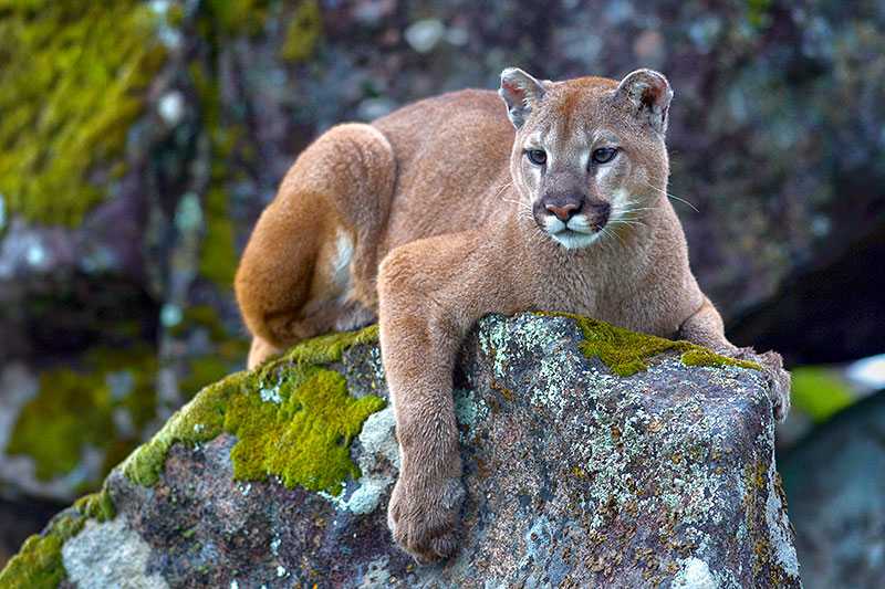 yosemite-national-park-cougar-puma-concolor-also-known-as-mountain-lion