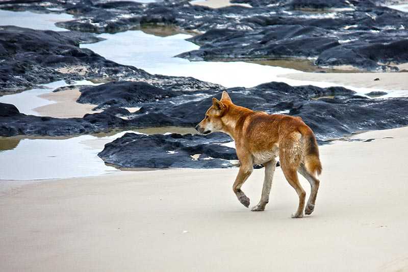 fraser-island-an-australian-dingo-walks-along-the-beach-to-rock-pools