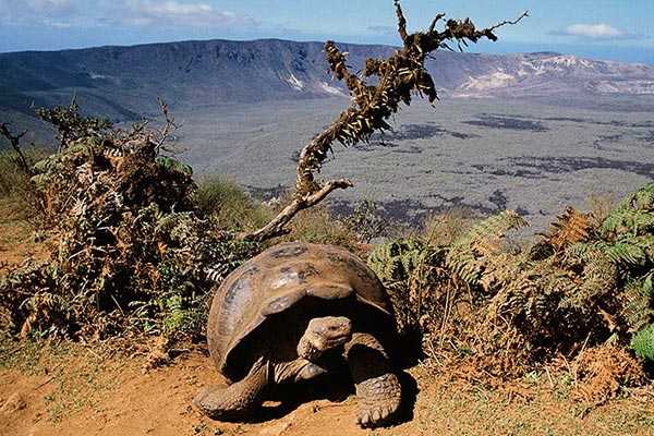 Lonesome George and the Giant Tortoises of Galapagos Islands