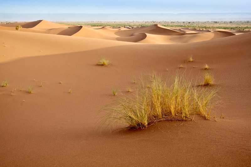 sahara-desert-due-to-its-diversity-sahara-may-see-packs-of-vegetation-in-many-extended-areas
