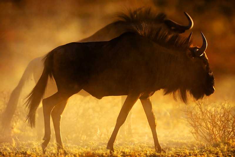 kalahari-desert-blue-wildebeests-connochaetes-taurinus