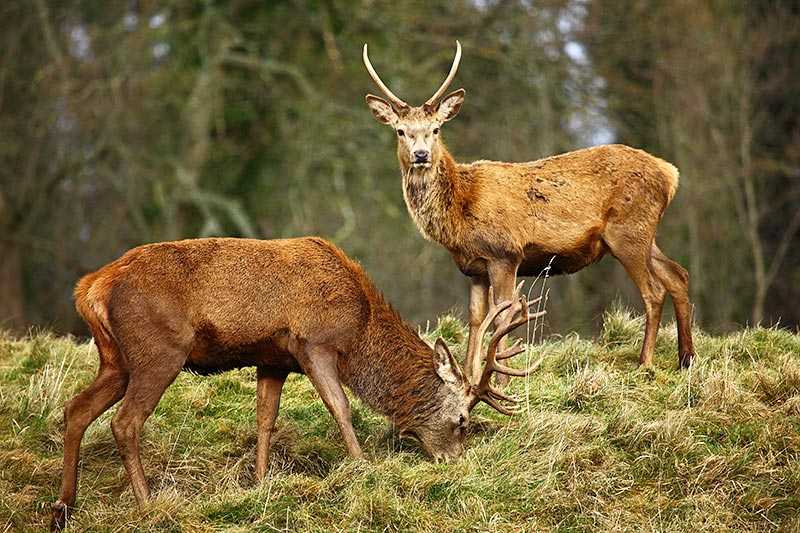 exmoor-national-park-red-deer-stags-on-the-moorlands-of-exmoor-national-park