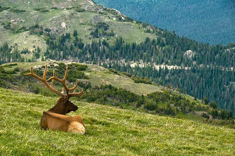 rocky-mountain-national-park-a-bull-elk-enjoying-the-view-of-rocky-mountain-national-park