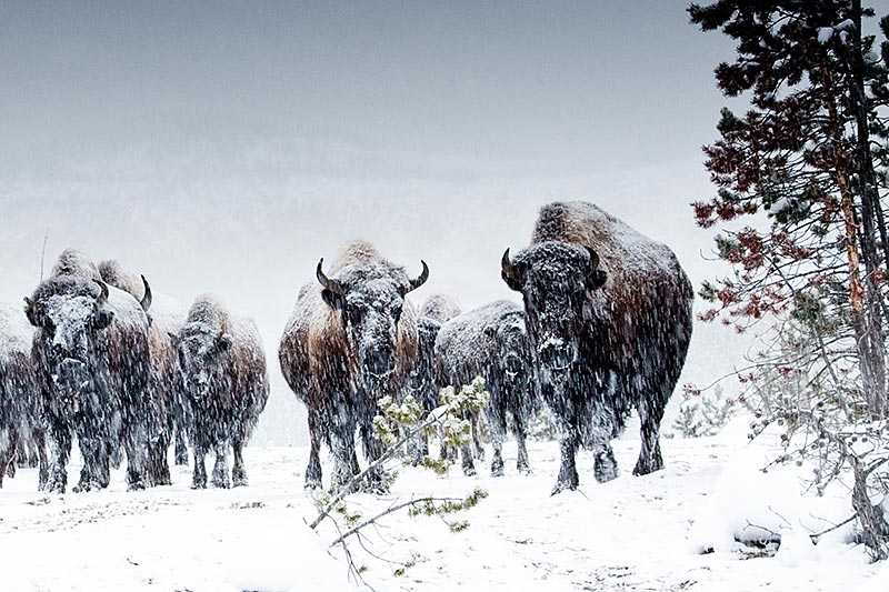 yellowstone-national-park-a-small-herd-of-american-bison-in-winter-snow-storm