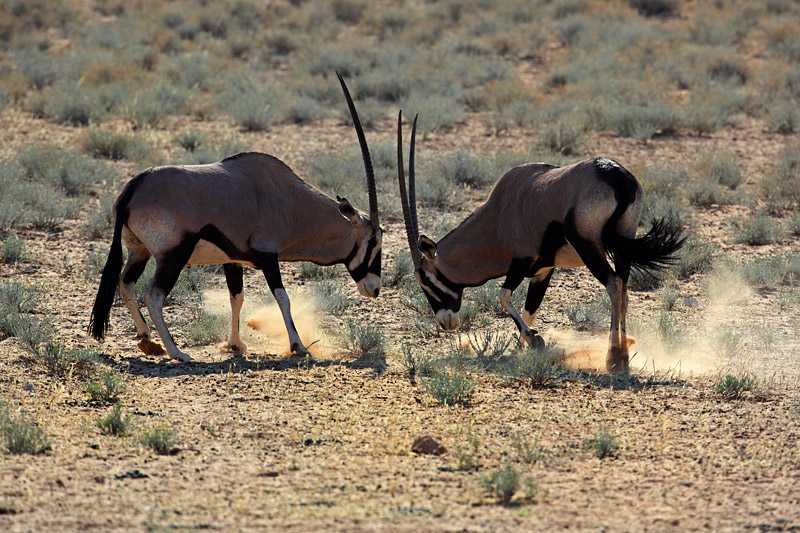 kalahari-desert-gemsboks-oryx-gazella-fighting-in-kgalagadi-tranfrontier-park
