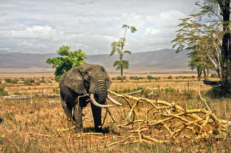 ngorongoro-crater-conservation-area-african-bush-elephant-bull