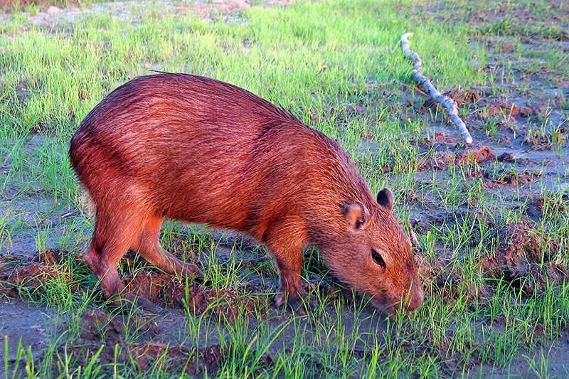 amazon-rainforest-capybara-hydrochoerus-hydrochaeris-the-largest-rodent-in-the-world-is-a-popular