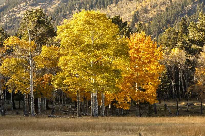 rocky-mountain-national-park-aspens-in-autumn