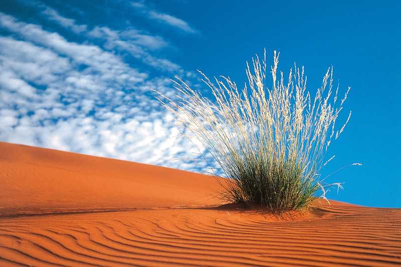 kalahari-desert-an-isolated-bush-growing-in-the-sand-dunes