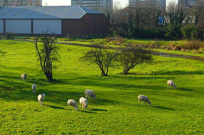 lee-valley-park-flock-of-sheep-graze-in-lee-valley-park