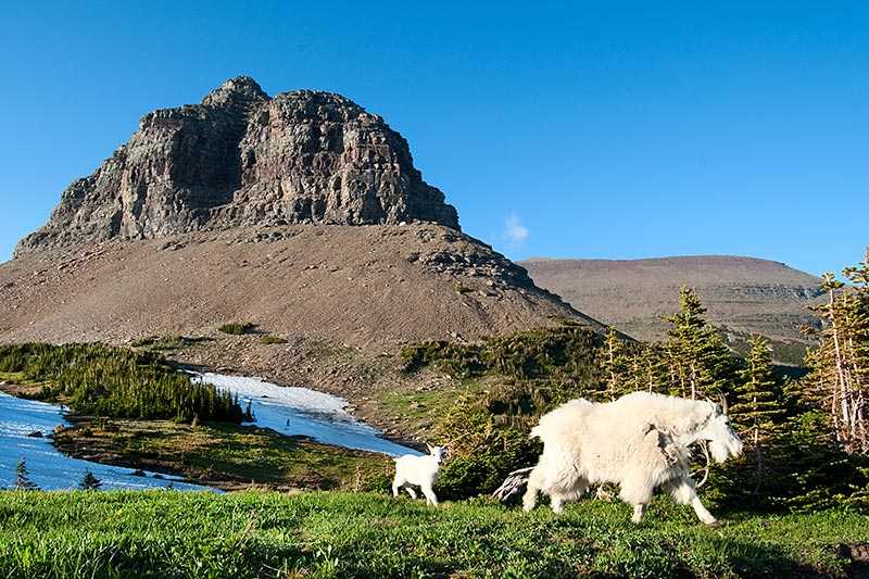 glacier-national-park-a-mountain-goat-oreamnos-americanus-with-its-kid