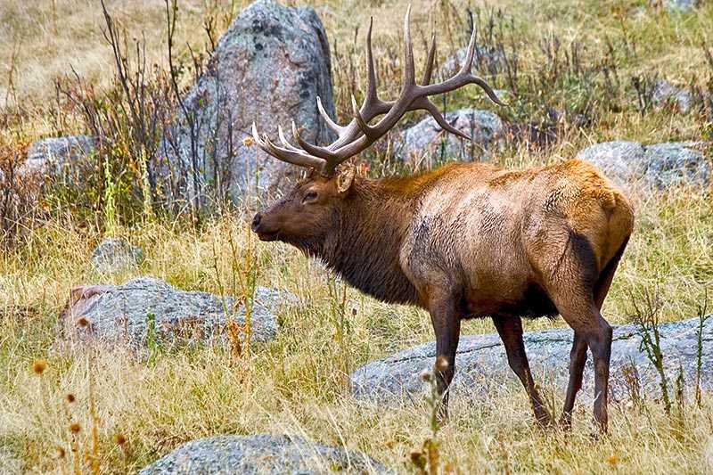 rocky-mountain-national-park-elk-cervus-canadensis