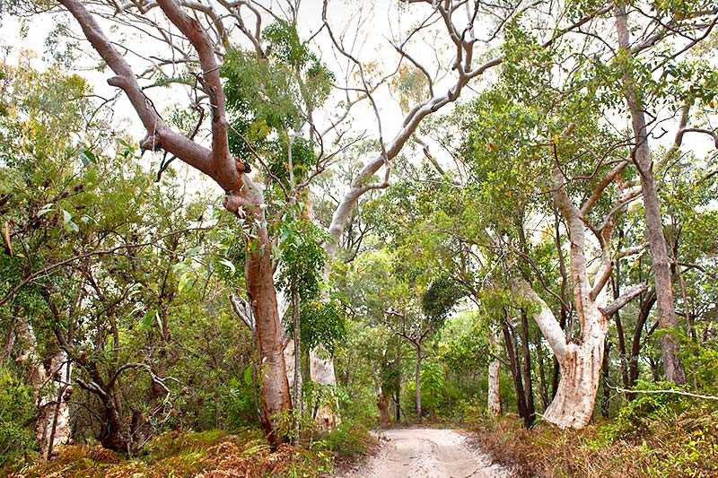 fraser-island-eucalyptus-woodland
