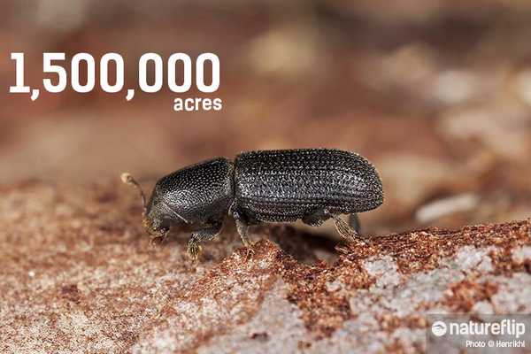 1,500,000 Acres Of Forest Destroyed By Bark Beetle