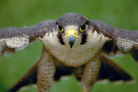 The Peregrine Falcon, The Fastest Bird in the World