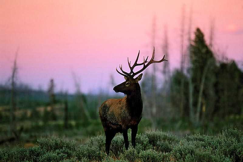 yellowstone-national-park-an-elk-cervus-canadensis-at-sunset