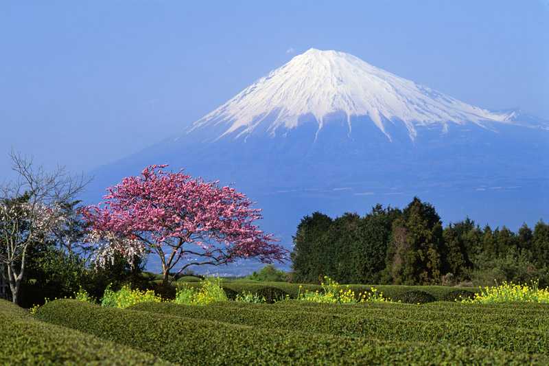 mount-fuji-springtime-view-of-the-mountain-with-tea-fields-and-plum-blossoms-in-foreground