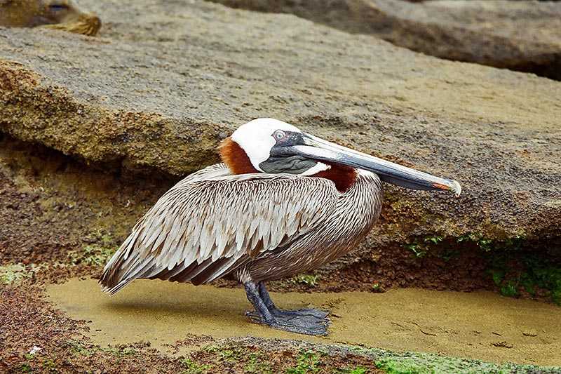 galapagos-islands-a-brown-pelican-pelecanus-occidentalis-resting-on-the-rocky-shores-of-the