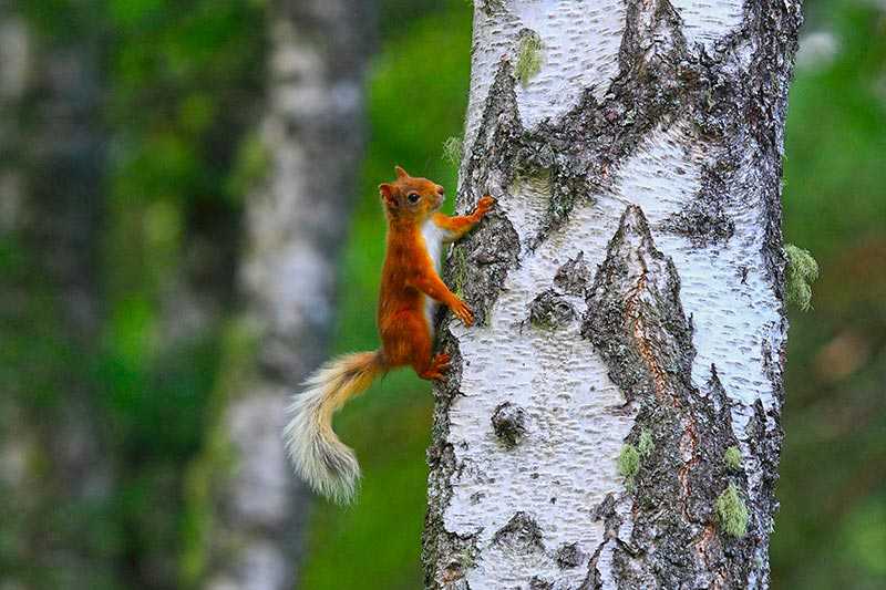 cairngorms-national-park-a-red-squirrel-in-cairngorms-national-park