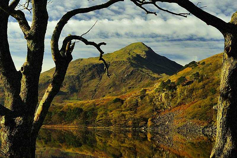 moel-hebog-framed-by-alder-trees-the-mountain-moel-hebog-reflected-in-the-calm-water