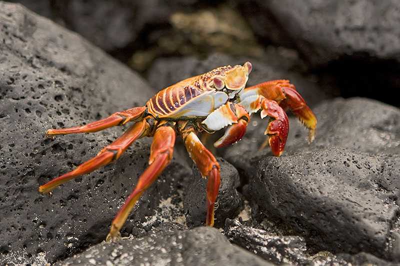 galapagos-islands-a-sally-lightfoot-crab-grapsus-grapsus-on-lava-rock