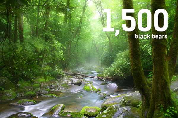 1,500 Black Bears Wander In The Great Smoky Mountains National Park