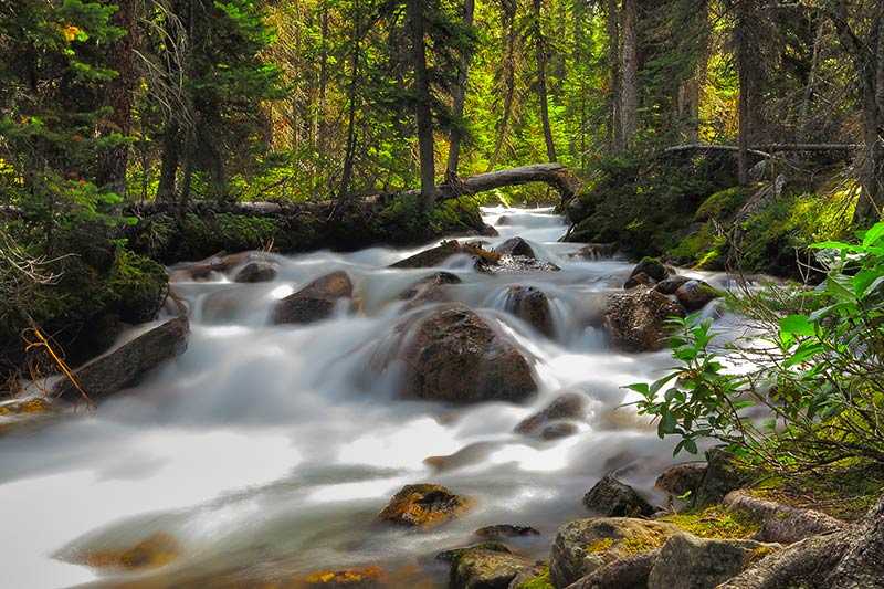 banff-national-park-a-flowing-stream-through-the-dense-coniferous-forest