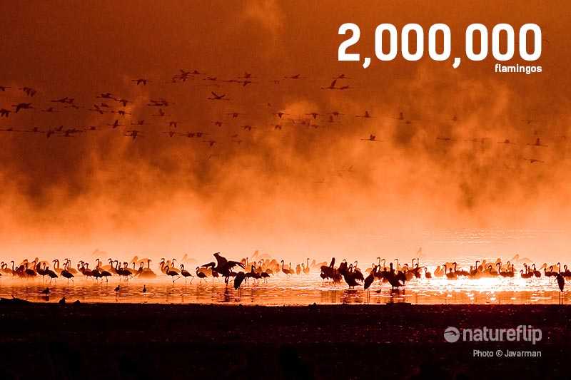 Lake Nakuru's 2,000,000 Flamingos