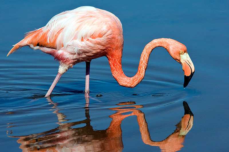 galapagos-islands-an-american-flamingo-phoenicopterus-ruber-feeding-on-a-freshwater-lake-on-the